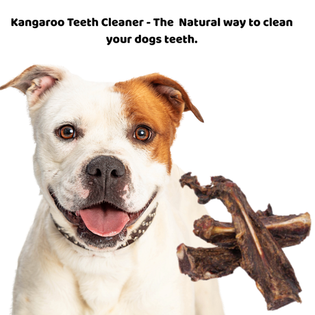 Kangaroo Teeth Cleaners: The Natural Dental Chew Every Dog Needs