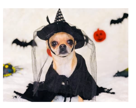🎃 Chocolate and Dogs: A Scary Mix This Halloween