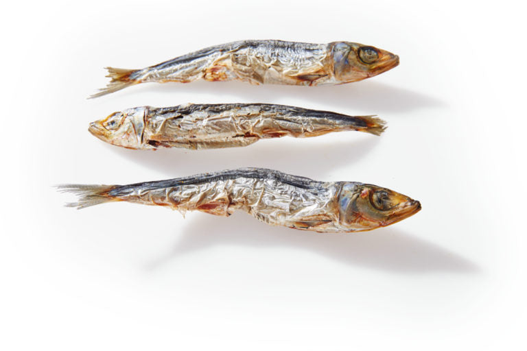 Sardines