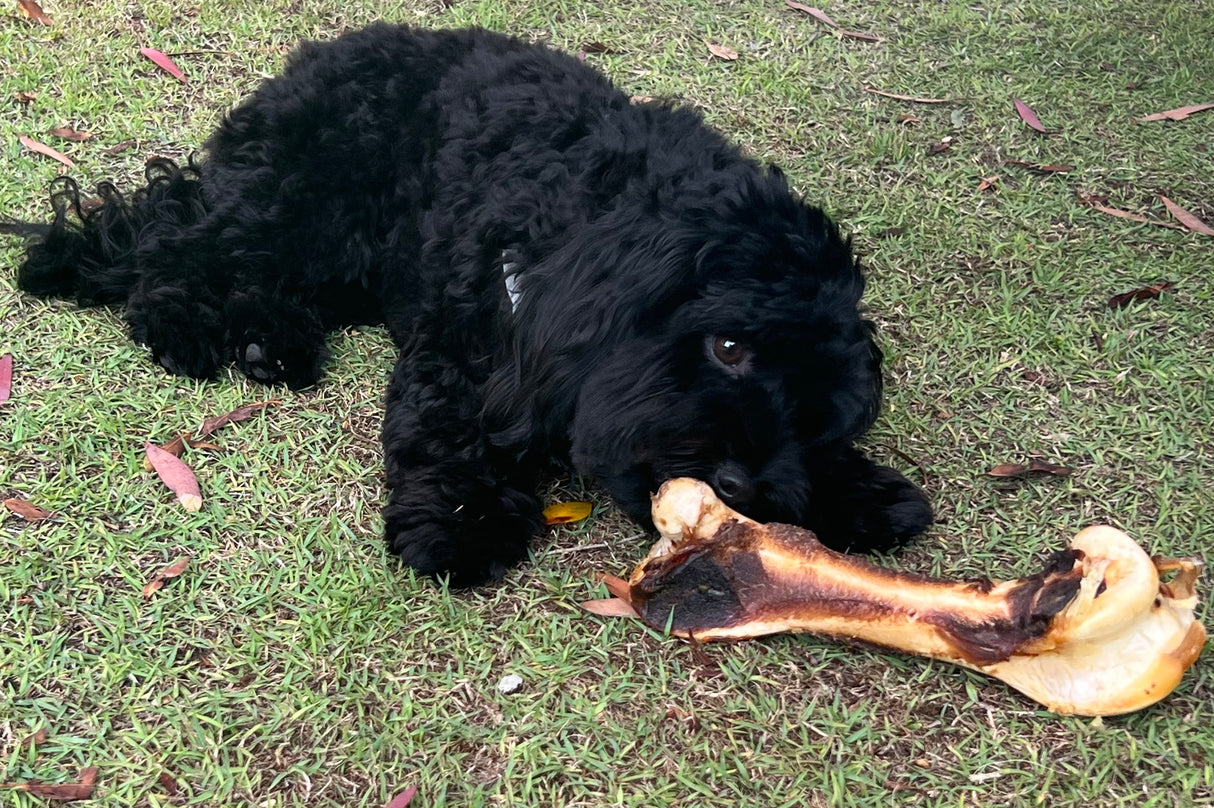 Kangaroo Femur