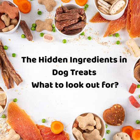 The Hidden Ingredients in Dog Treats: What Aussie Pet Parents Should Look Out For