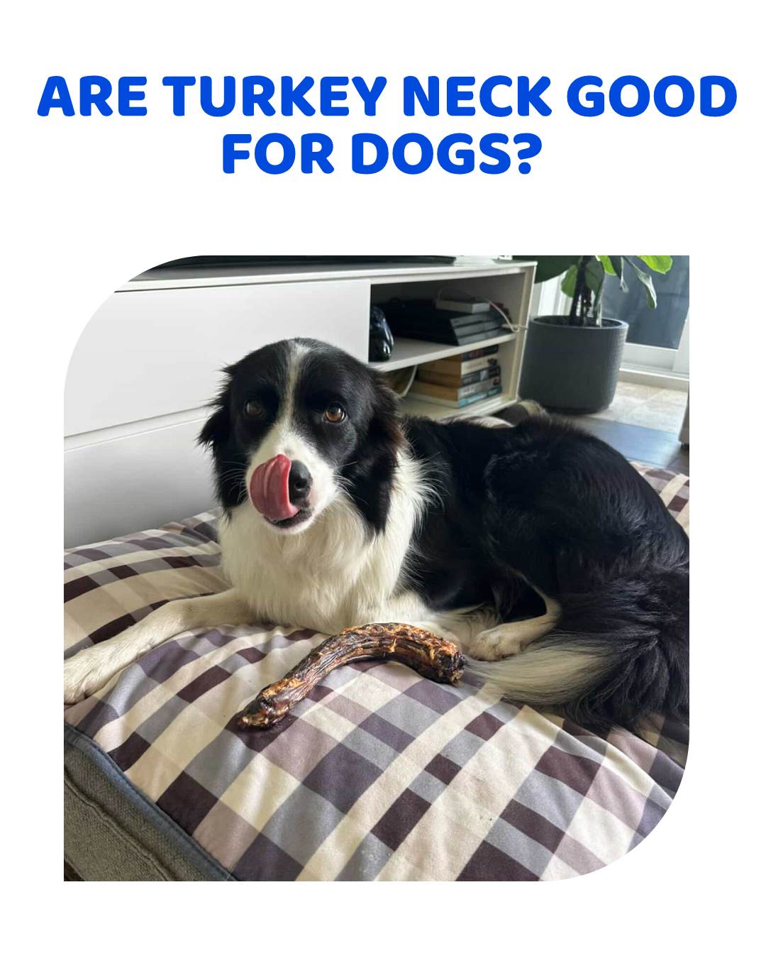 Are Turkey Necks Good for Dogs? Benefits, Safety & Feeding Guide