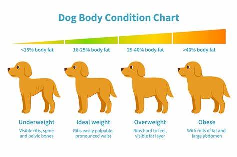 Is Your Dog Overweight? How to Tell and the Consequences