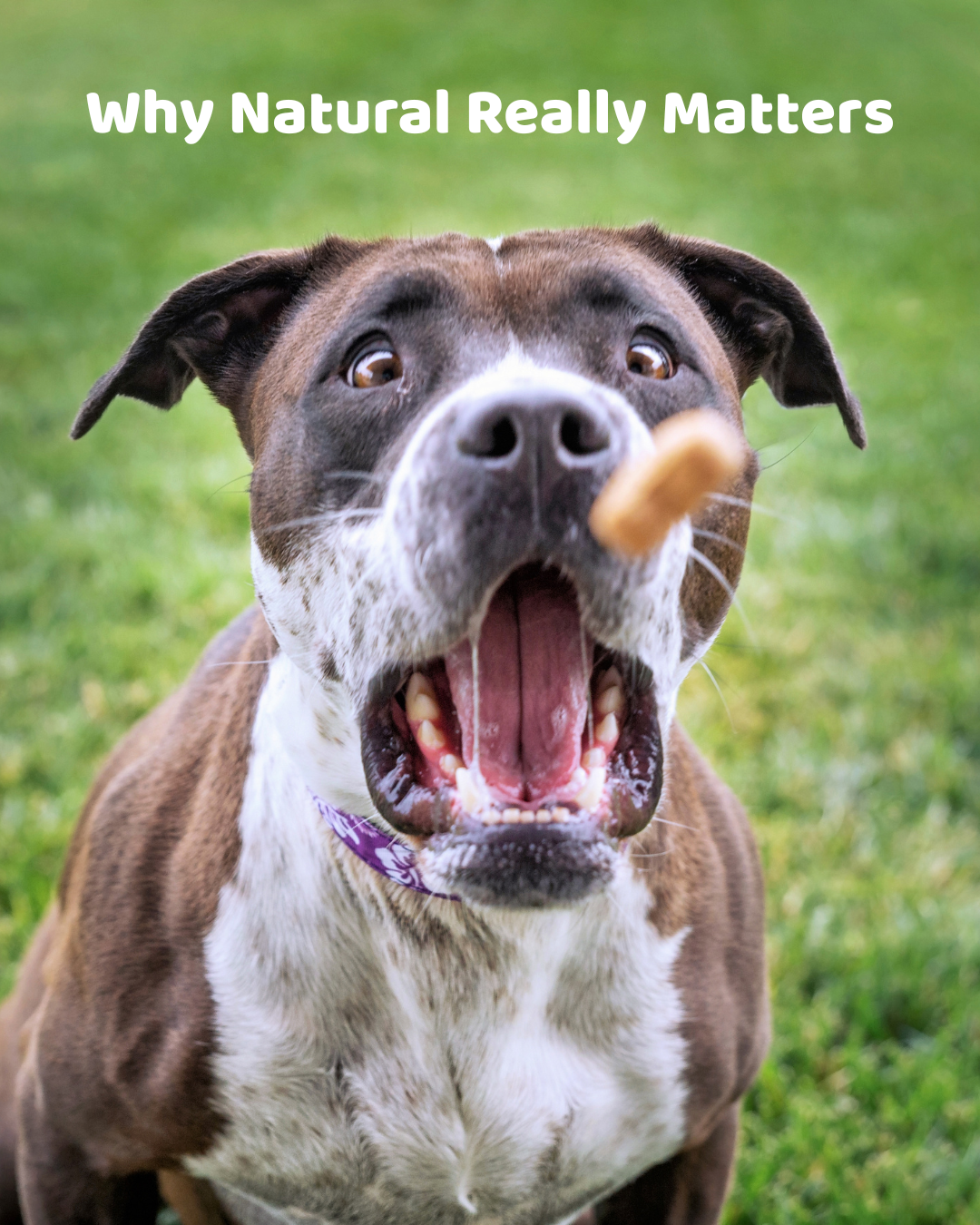 Dog Treats With No Preservatives: Why Natural Really Matters