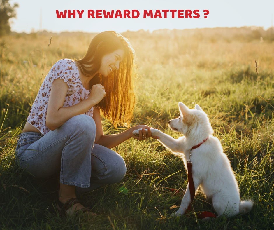 Best Dog Training Treats: Why Rewards Matter & What to Look For