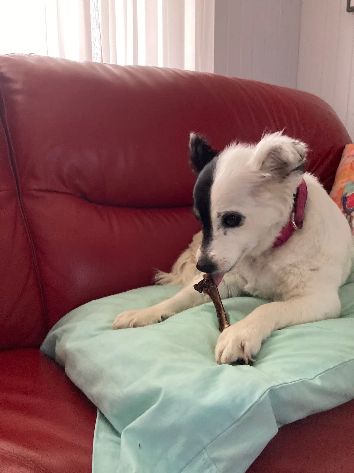 Senior dog enjoying a natural kangaroo dog treat from Barkly Treats
