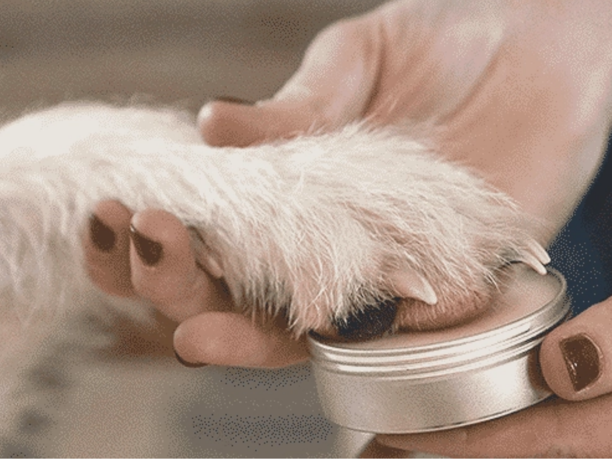 Organic Dog Balm