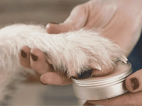 Organic Dog Balm