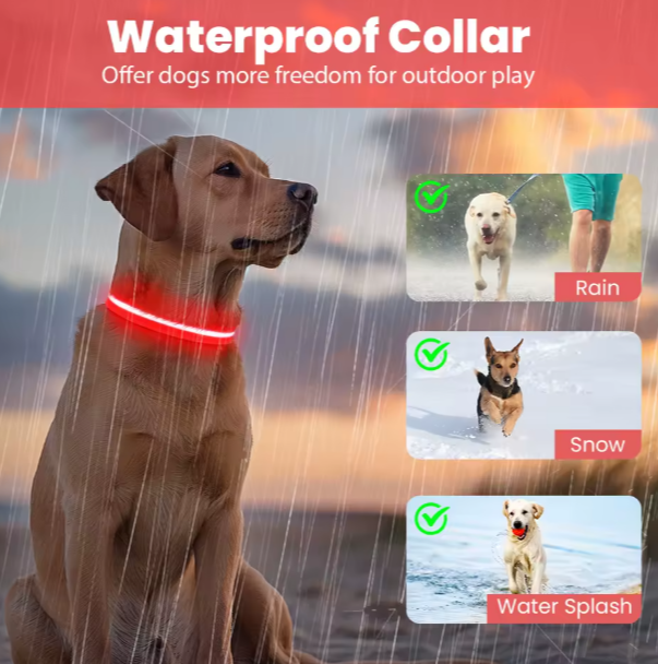 Light-Up Dog Collar (Battery Operated)