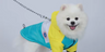 Puffer Jackets