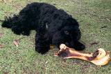 Kangaroo Femur
